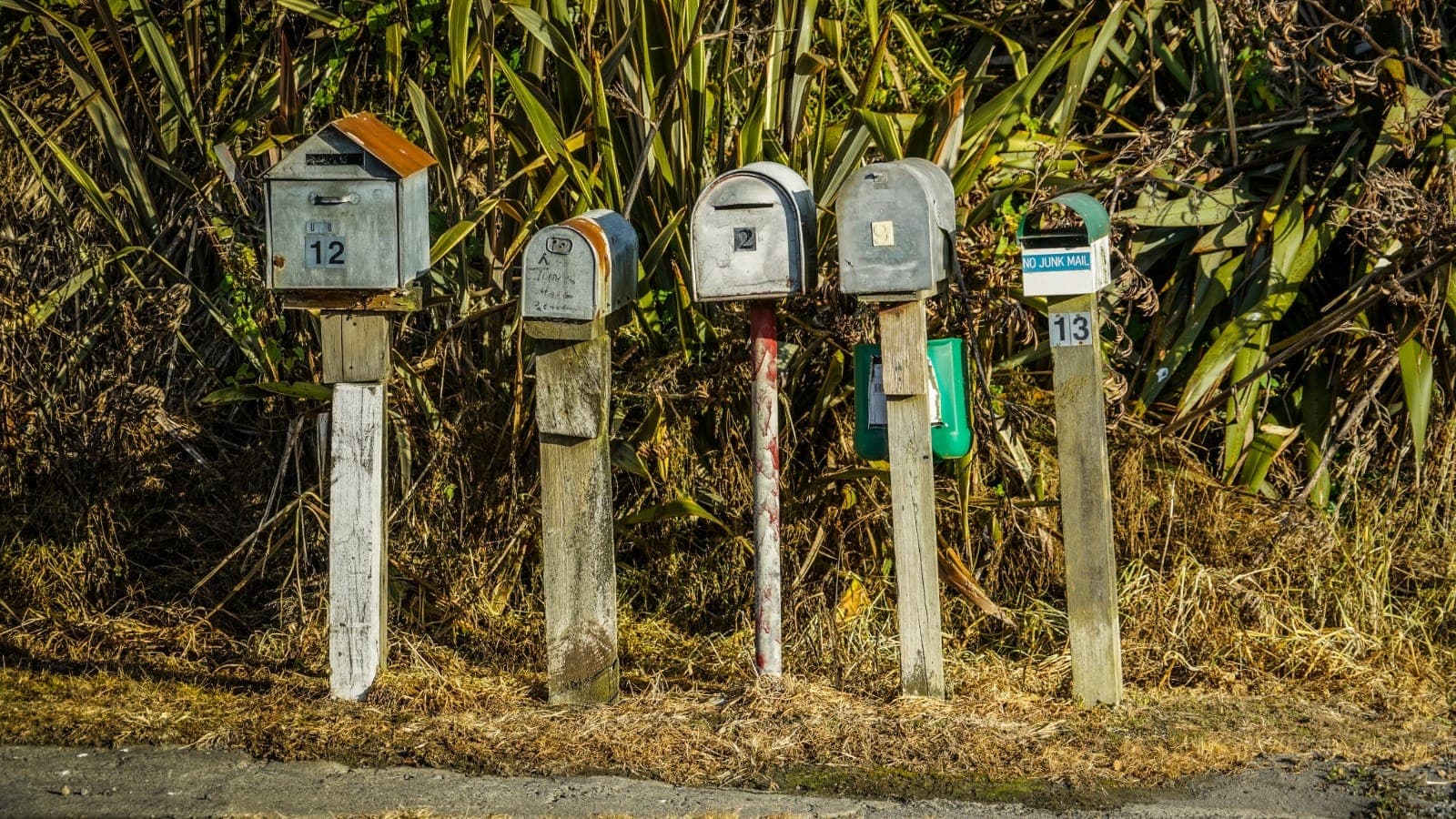 Row of rural NZ letterboxes along a roadside with native vegetation