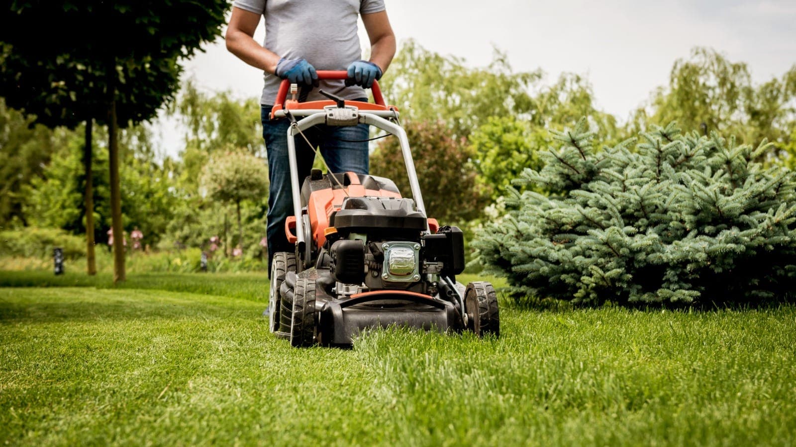 Push mower cutting a lush green lawn with trees in the background