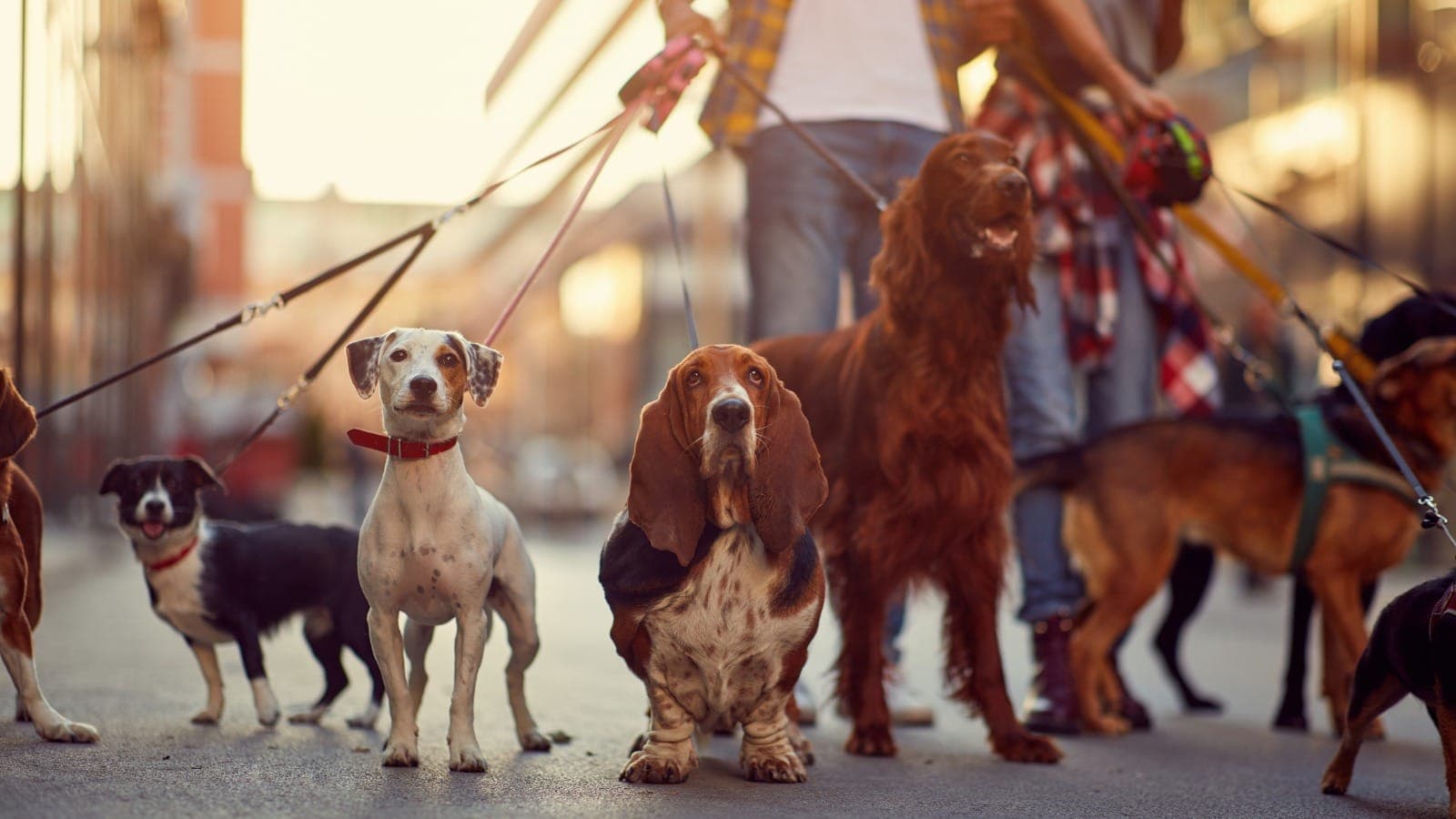 Dog walker leading a group of dogs on leads down a city street