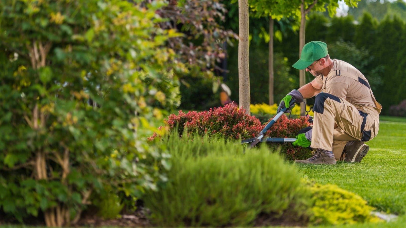 Gardener pruning a shrub in a mature New Zealand garden