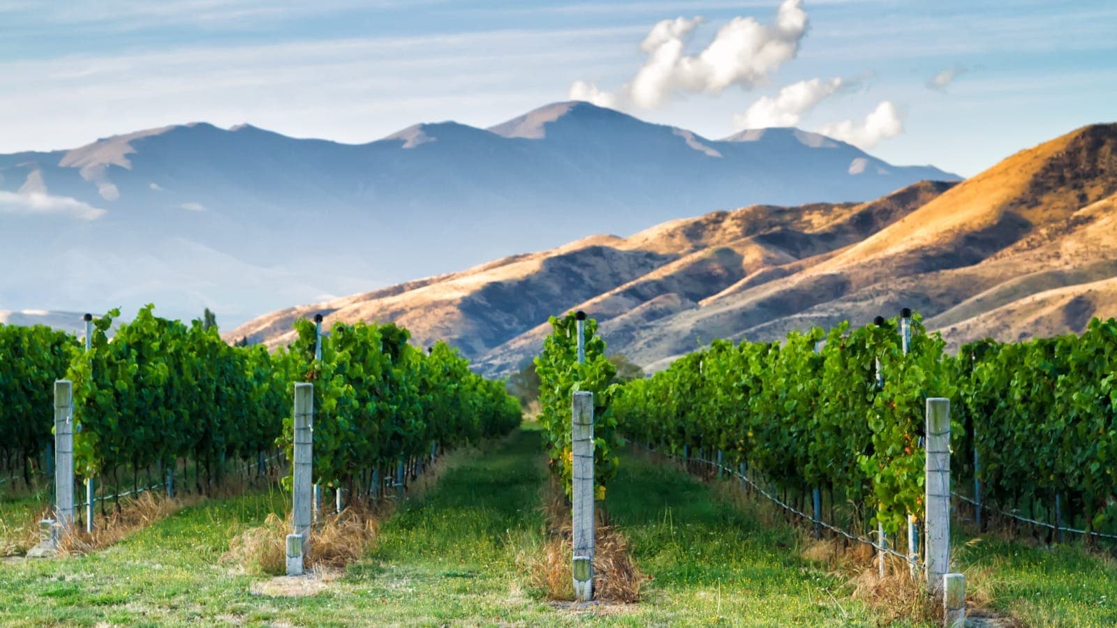 Blenheim and the Wairau Valley, Marlborough, New Zealand